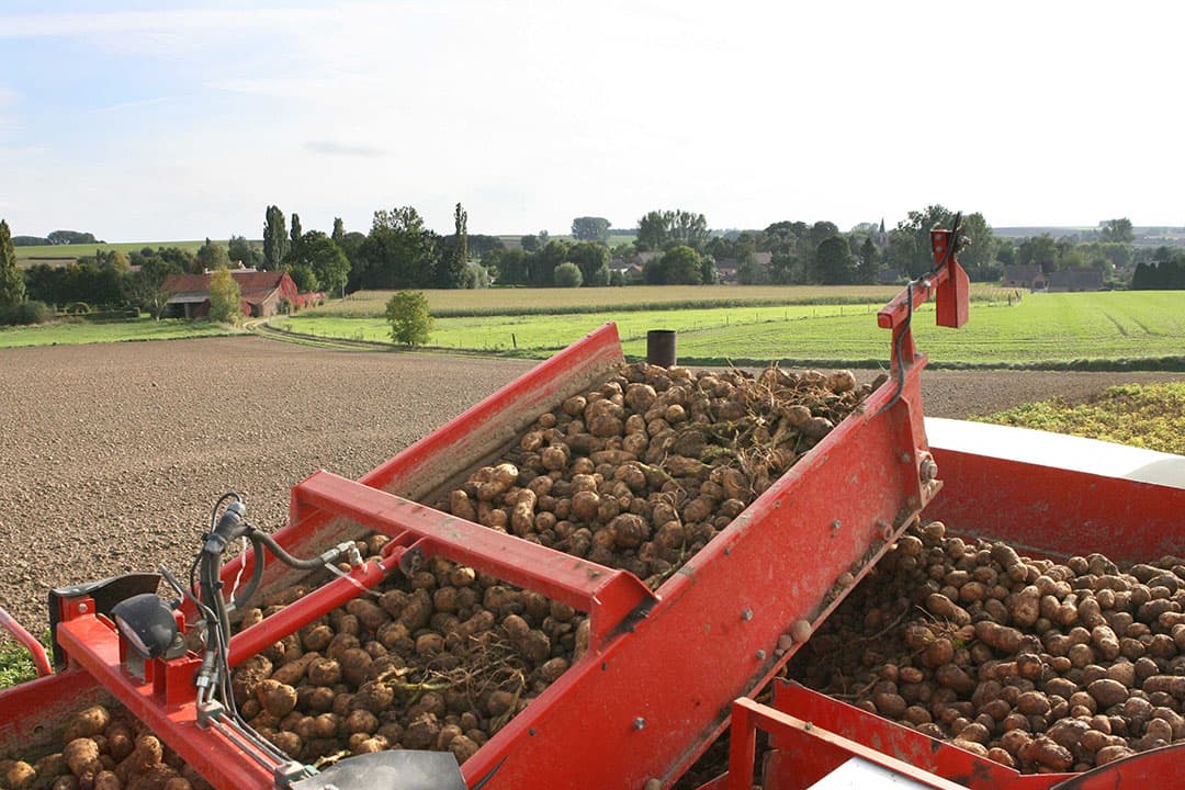 Aardappeloogst op een Belgische akker. De boer of tuinder moet zelf kunnen beslissen wat hij of zij op de boerderij doet, bio telen of niet, dieren houden of niet, vindt Hendrik Vandamme. - Foto: Peter Roek