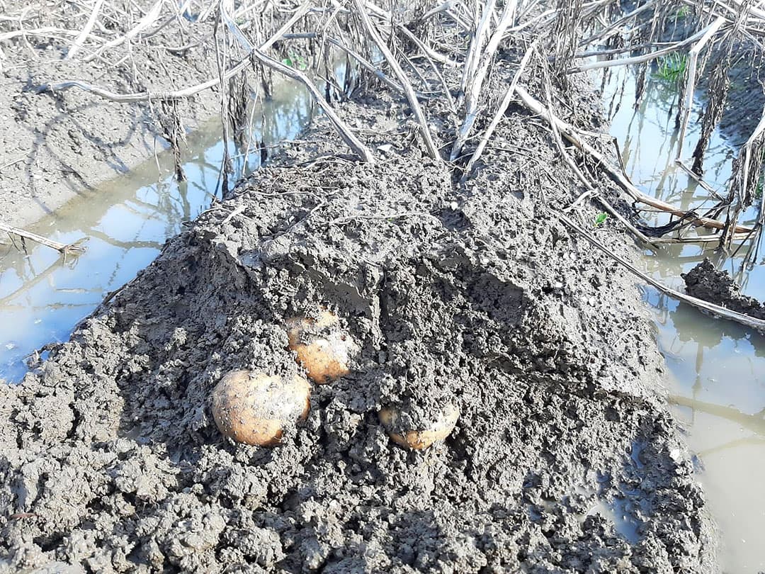 Het water staat medio oktober incidenteel tussen de aardappelruggen. - Foto: Paul Hooijman