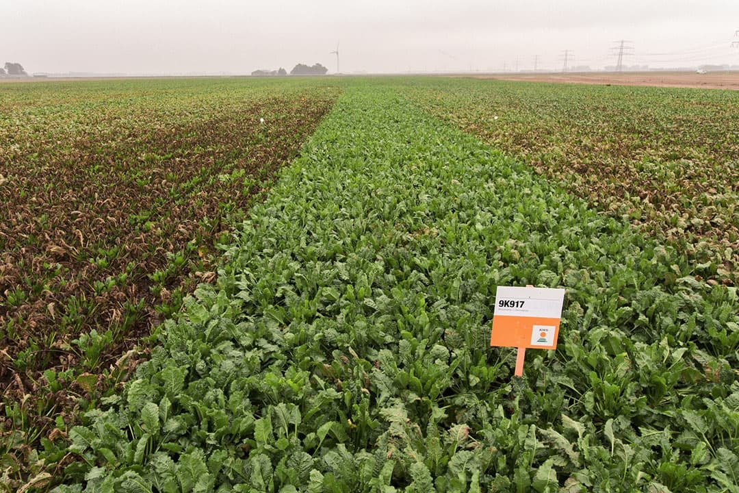De nieuwe suikerbiet met cercospora-tolerantie blijft groen zonder bespuiting. - Foto: KWS