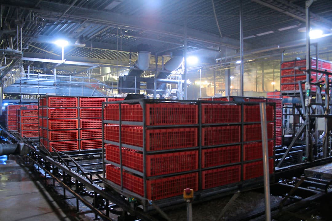 Containers met kuikens staan klaar in de wachtruimte van een pluimveeslachterij. - Foto: Hans Bijleveld