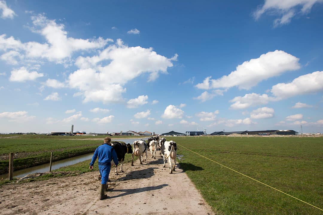 Met het nieuwe GLB gaat de toeslag per hectare, de zogenoemde flatrate, naar beneden. Daarvoor in de plaats komen meer vergoedingen voor geleverde diensten. Niet iedereen kan daar gebruik van maken. - Foto: Anne van der Woude