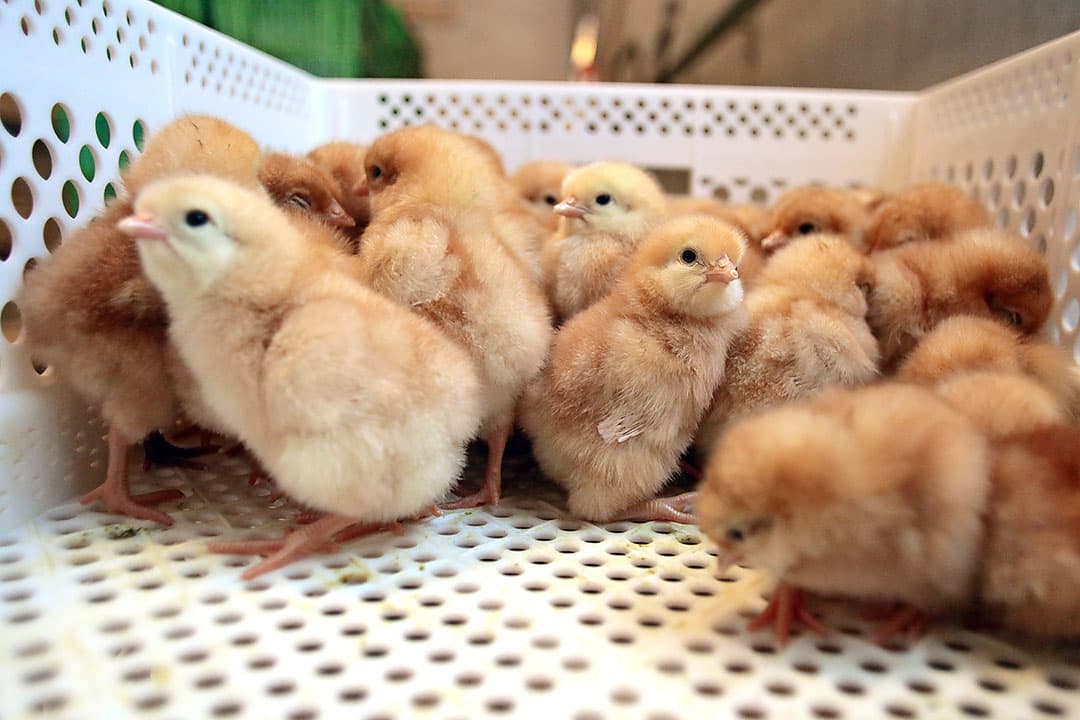 Twee grootste Duitse opfokorganisaties spelen met een nieuwe legbroederij in op de eendagshaantjes-problematiek. Foto: Ton Kastermans