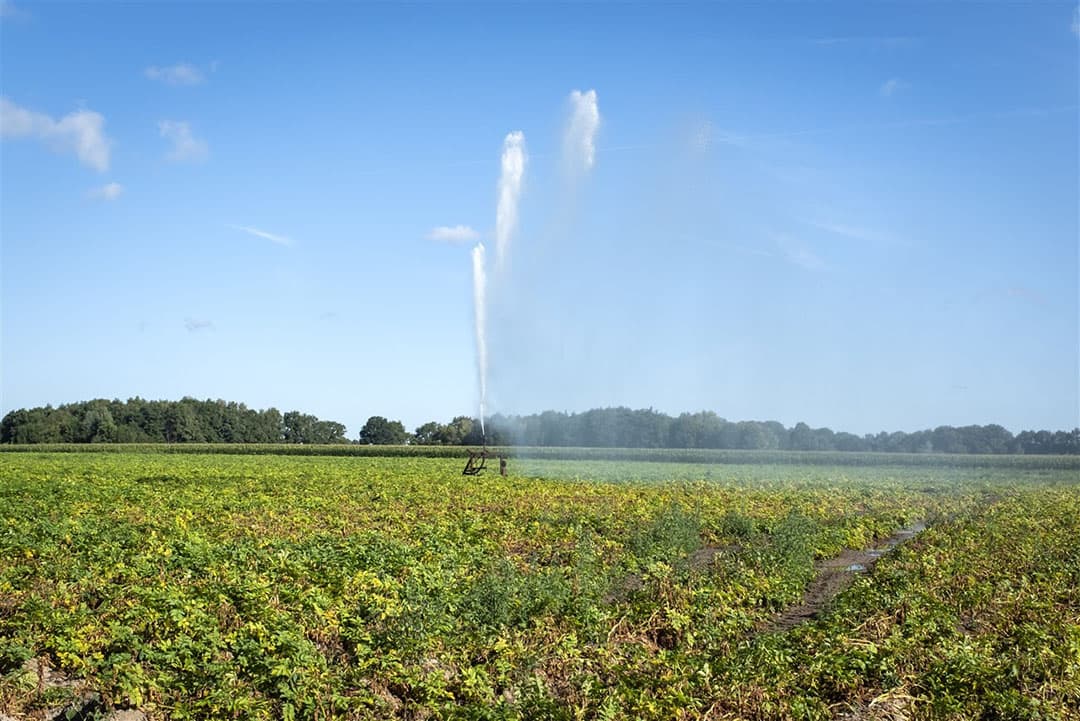 Beregenen van perceel aardappelen begin deze maand. Foto: ANP