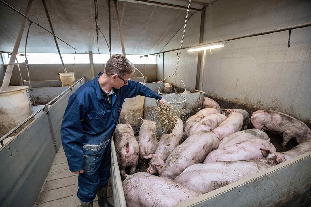 Tijdens de coronacrisis kwamen slachterijen stil te liggen en bleven varkens ook al langer op de bedrijven en waren ze zwaarder dan normaal. Deze varkenshouder paste daarom het voer aan. - Foto: Herbert Wiggerman