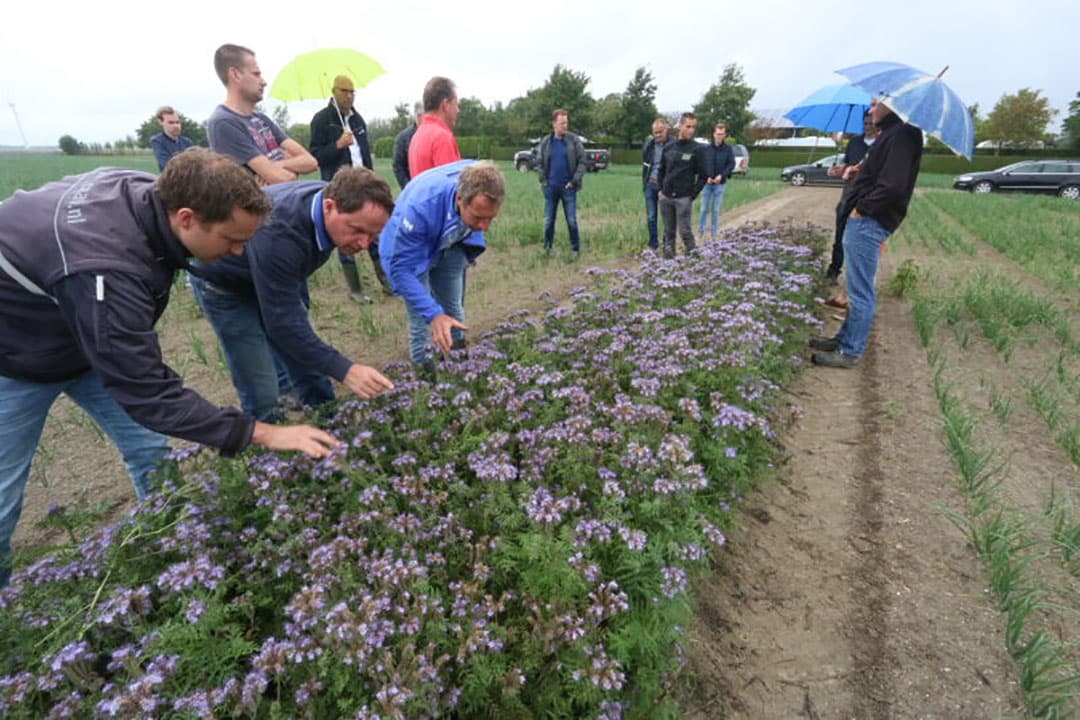 Cruciaal voor het slagen van een dergelijk project is de deelname van telers. Zes innovatieve agrarische bedrijven doen mee. Hier bekijken telers tijdens een FABulous Farmers bijeenkomst een bankerfieldstrook van phacelia in en uienperceel bij akkerbouwcombinatie Nieuw-Campen uit het Zeeuwse Kamperland.