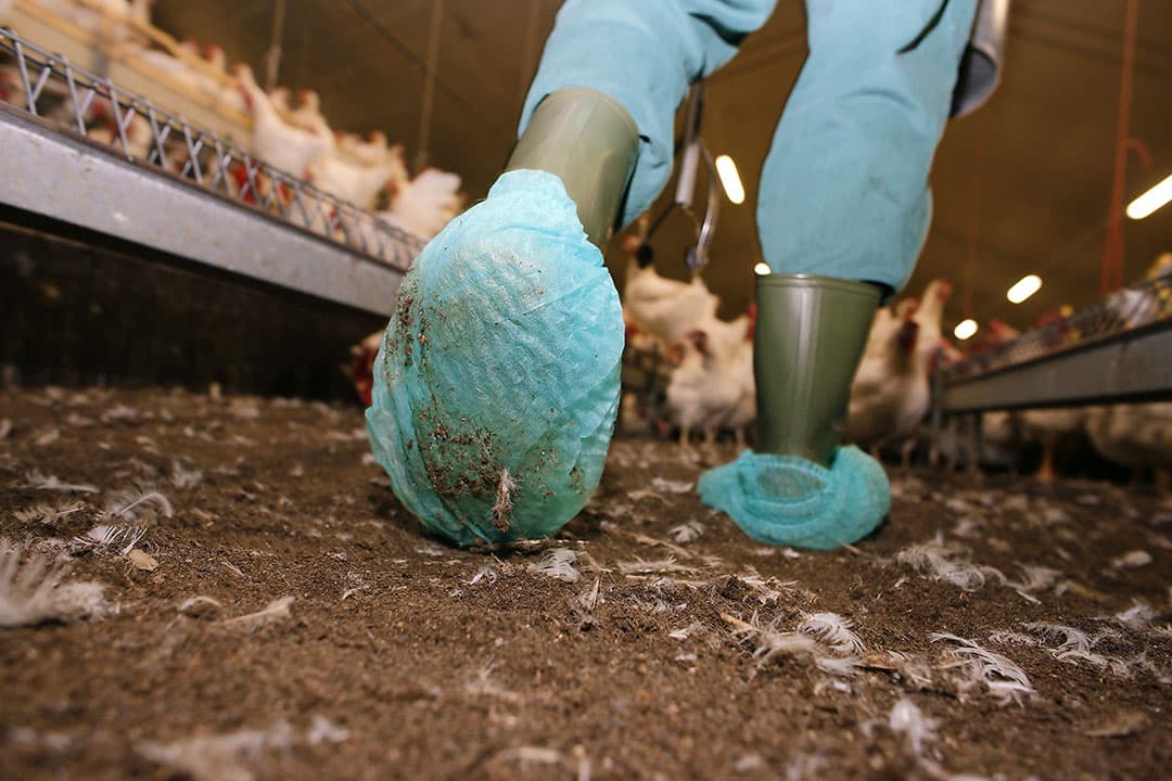 Een positieve uitslag van de salmonella-monstername betekent direct ruimen. Foto: Hans Prinsen
