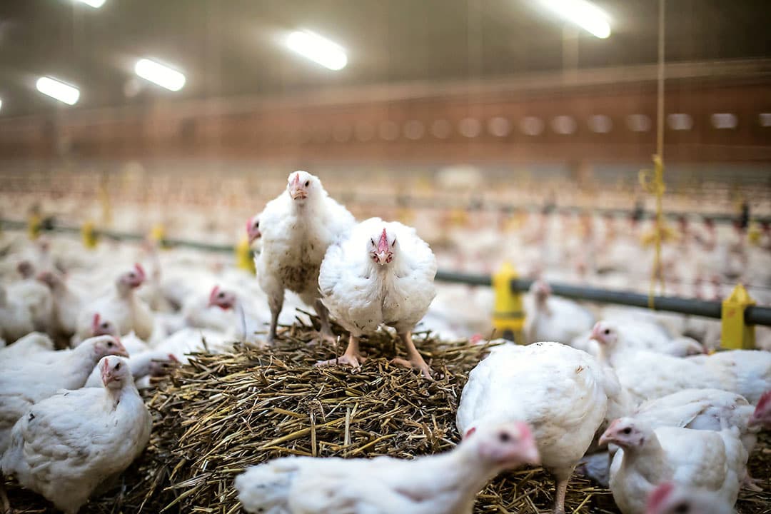'Niet-reguliere vleeskuikenproductiesystemen, zoals de Kip van Morgen, maken gebruik van traag groeiende rassen en passen een lagere bezetting toe. Hierdoor zijn de productiekosten hoger.