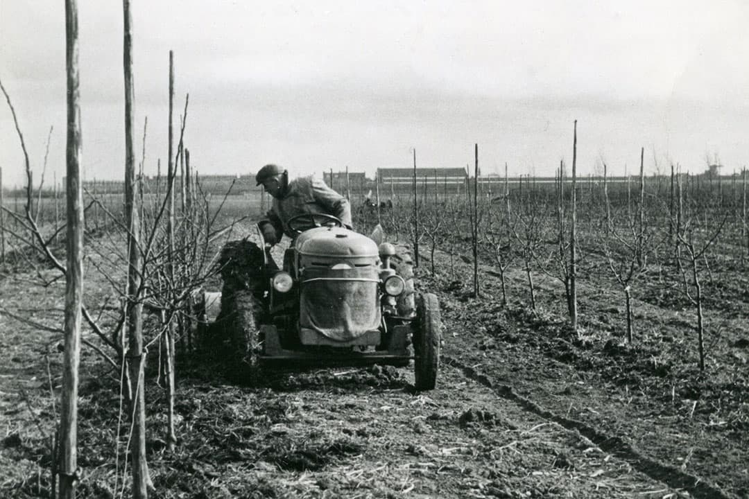 Een onderzoek van de WUR eind jaren 50 van de vorige eeuw wees uit dat het infrezen van stalmest zorgde voor een betere vermenging en opname van de voedingsstoffen, het frezen leidde ook tot een groter poriënvolume van de bodem. - Foto: Misset