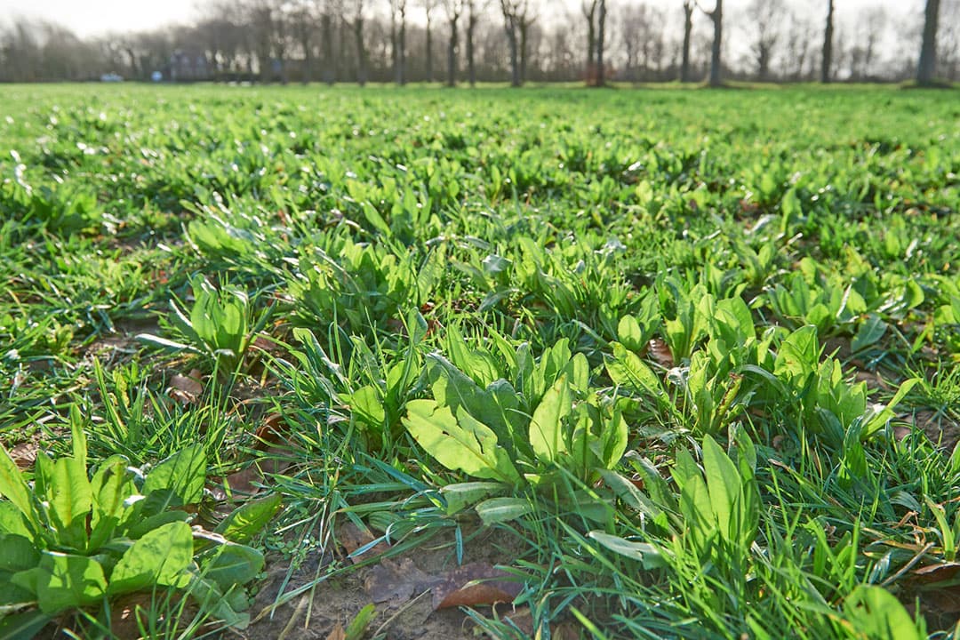 Een weiland is ingezaaid met kruidenrijk grasland. Natuurinclusief werken is een van de oplossingen om broeikasgassen te verminderen, maar er zijn nog veel meer mogelijkheden, zeggen Jan Peter Lesschen en zijn collega s van Wageningen UR. - Foto: Van Assendelft Fotografie
