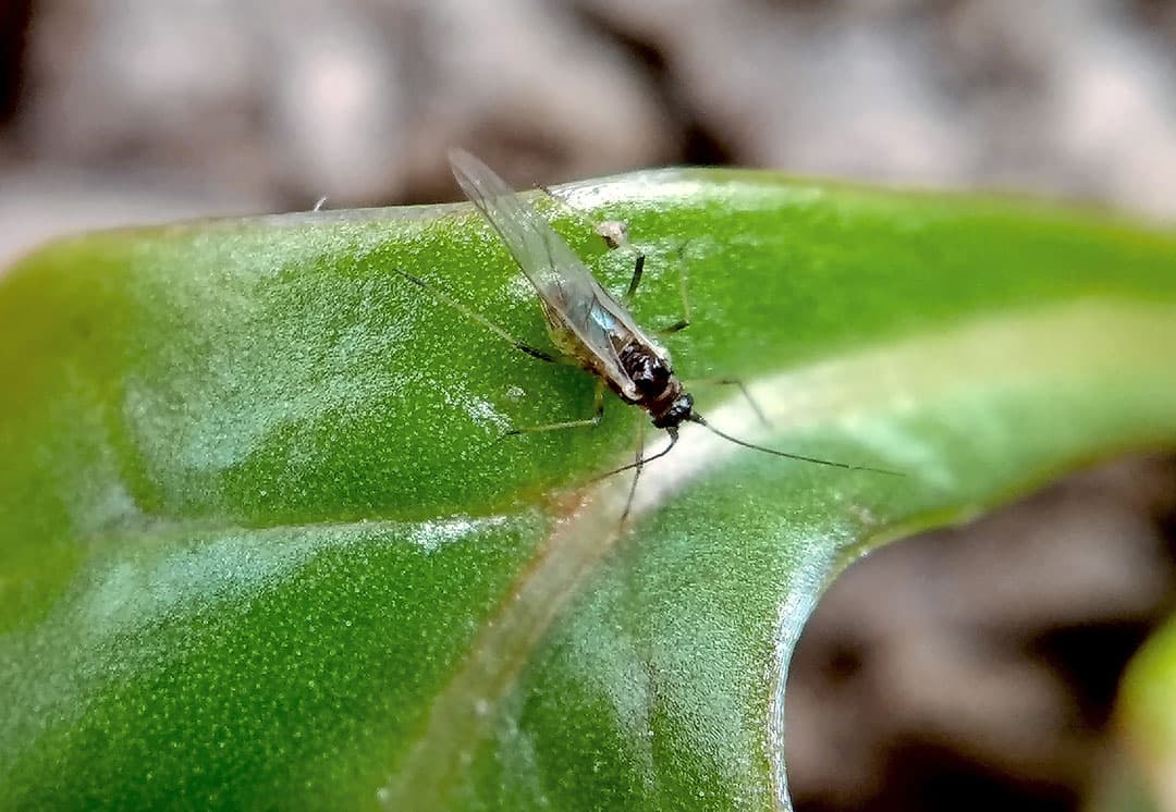 De groene perzikluis is al vroeg actief. - Foto: IRS