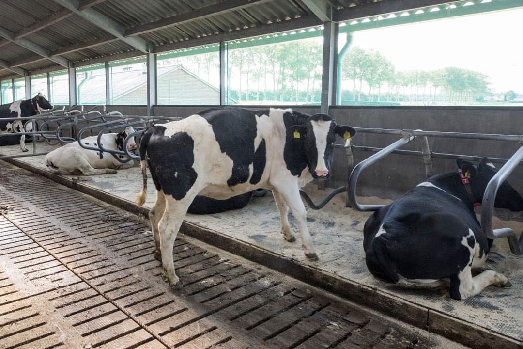 In de zaak van de melkveehouder die wel in het gelijk is gesteld, ging het om de verplaatsing van 8 pinken naar een opfokker. - Foto: Koos Groenewold