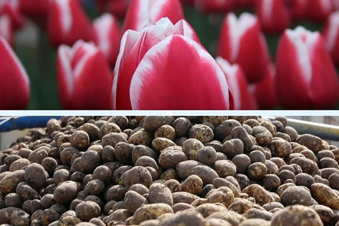 Veel fritesaardappeltelers en siertelers zijn door de strenge coronamaatregelen geconfronteerd met een acute vraaguitval. - Foto: Canva/Henk Riswick
