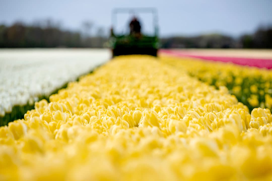 De crisisorganisatie Coronacrisis Tuinbouw becijfert de schade voor de sierteelt op ¬ 2,2 miljard. - Foto: ANP