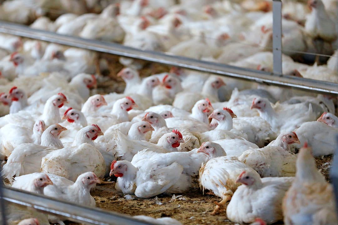 Verschijnselen door het reovirus treden vooral op bij vleeskuikens, minder bij leghennen en ouderdieren. - Foto: Hans Prinsen