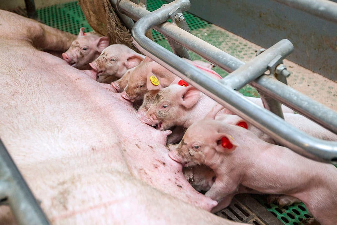 De vraag naar iets minder magere varkens heeft effect op het gebruik van de eindbeer.