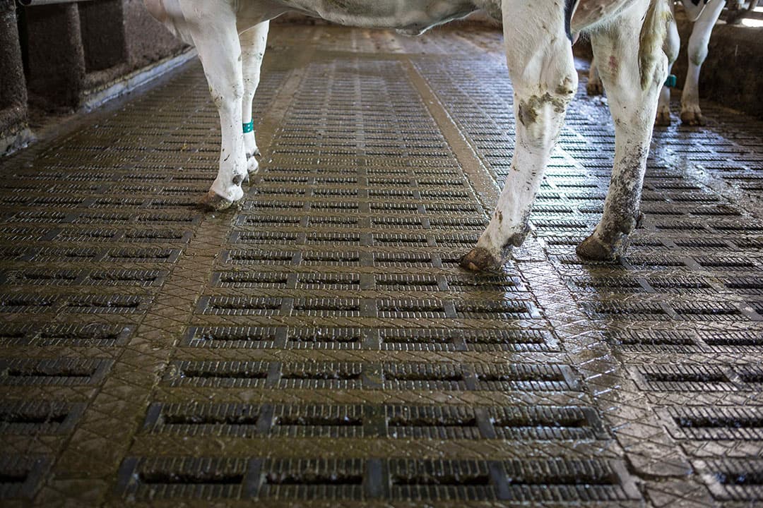 De rechtbank zette vrijdag een streep door de vergunning van een Friese melkveehouder omdat de rechter er niet van overtuigd is dat de emissiereductietechnieken genoeg effect hebben. - Foto: Peter Roek