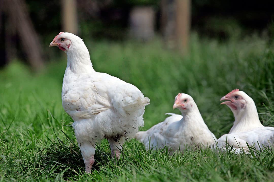 Bezwaren tegen vestiging biologisch vleeskuikenbedrijf KemperKip ongegrond verklaard. - Foto: Henk Riswick
