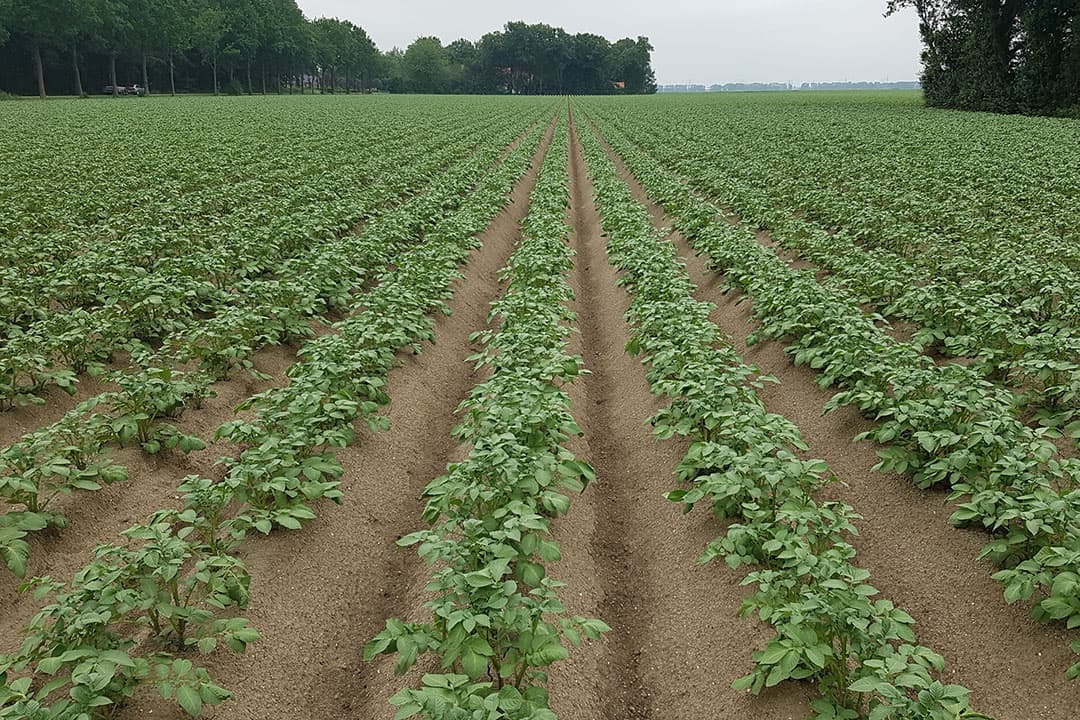 Foto: Corteva Agriscience