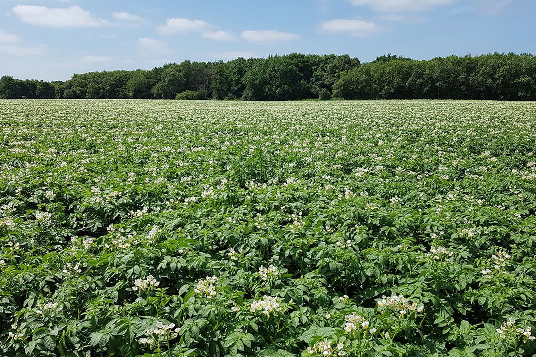 Foto: Corteva Agriscience
