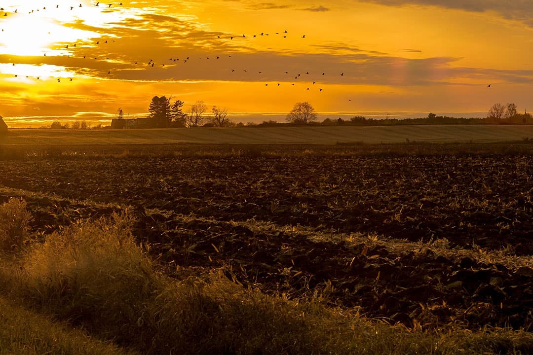 In het vierde kwartaal is in totaal 10.933 hectare landbouwgrond verhandeld in Nederland. - Foto: Canva