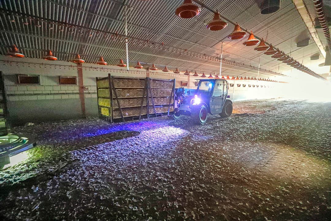 Voor het laden en transport van vleeskuikens onder koude omstandigheden in Vlaanderen is er nu een koudeprotocol. Foto: Bert Jansen