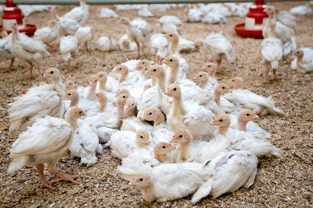 H5N8-besmetting bij kalkoenen in West-Vlaanderen. De laatste vogelgriepbesmetting in Nederland was ook op een kalkoenenbedrijf.