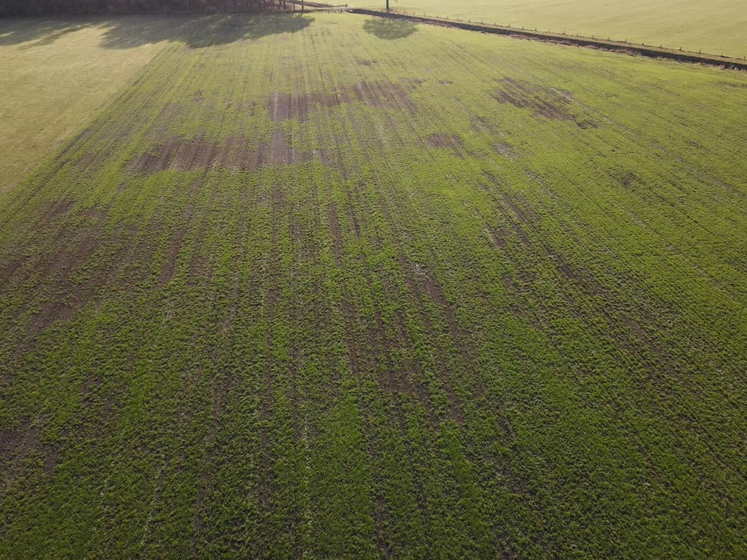 Kale plekkken in nieuw ingezaaid grasland. - Foto: ForFarmers