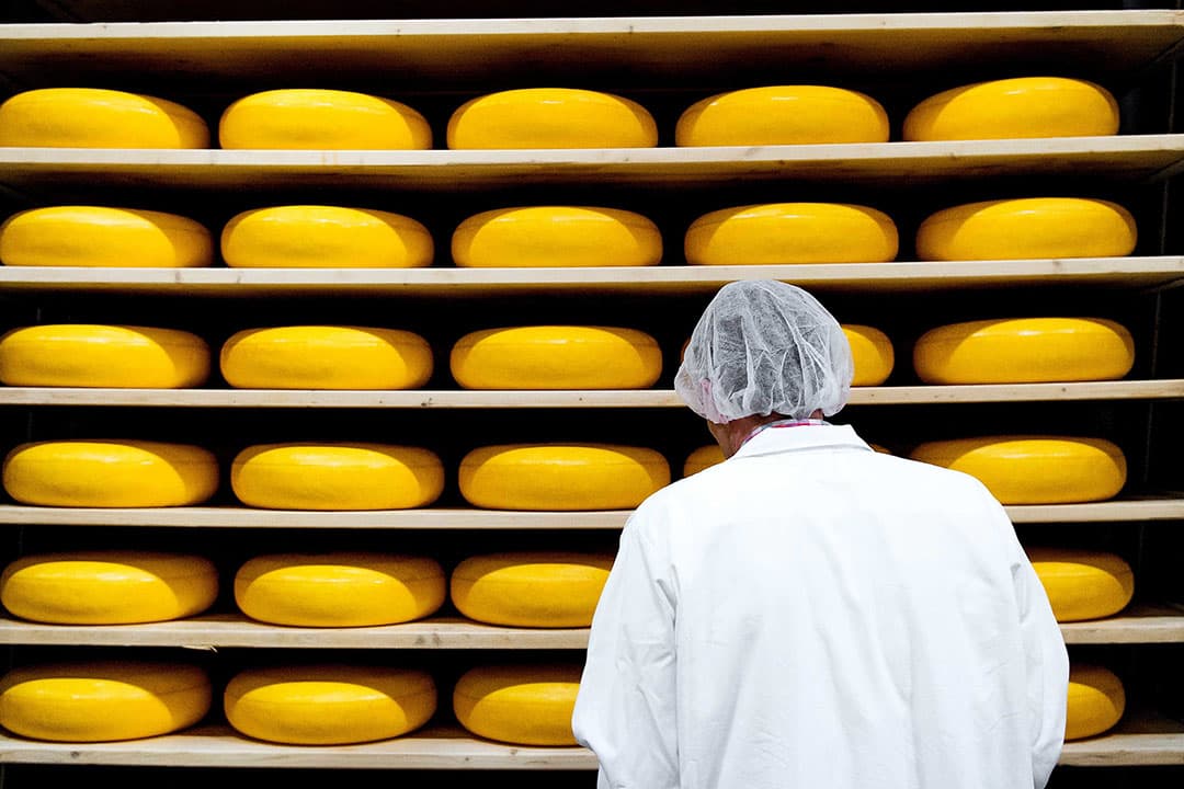 Kaasopslag van FrieslandCampina. - Foto: ANP