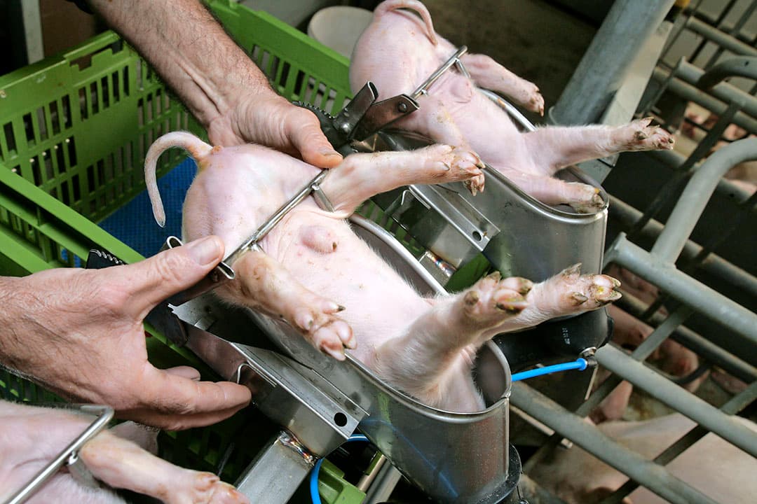 Castreren van biggen. Westfleisch doet een proef met immunocastratie. - Foto: Koos Groenewold