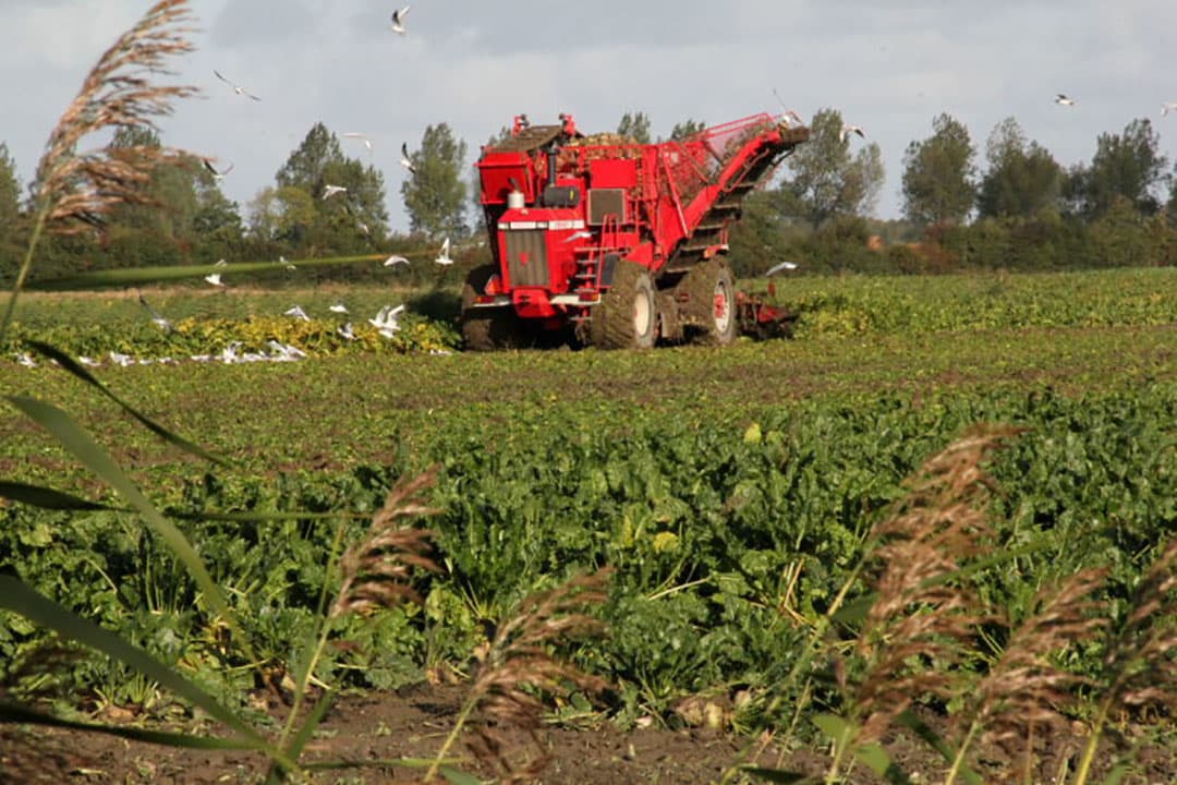 De overlaadwagen is klaar om zijn vracht te lossen. Het is duidelijk dat de bodem van de wagen behoorlijk steil staat om in de kieper te kunnen lossen.