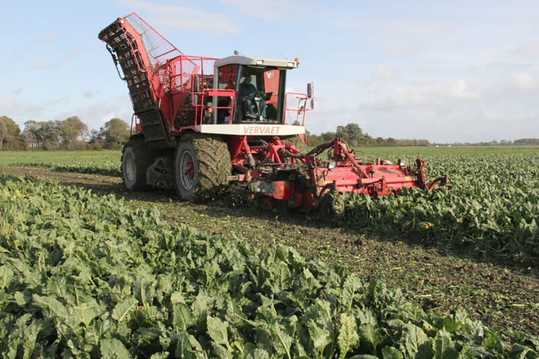 De overlaadwagen nadert de vrachtcombinatie om te lossen. Deze tot overlaadwagen omgebouwde 'Gilles'-zwadraper is populair geworden bij loonwerkers en teeltcombinaties.