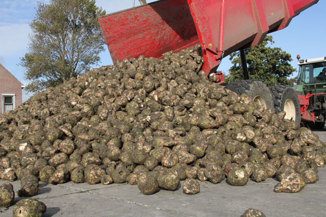 Ondanks het droge groeiseizoen zijn de bieten toch tot een mooi formaat ontwikkeld.