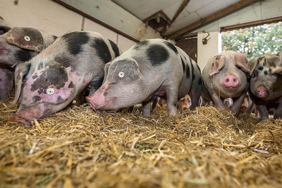 Foto: Ronald Hissink
