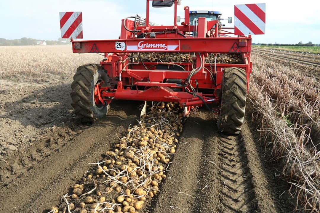 Een wagen vol Fontane-pootgoed arriveert bij de stortbak.