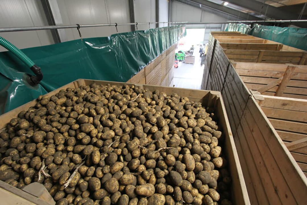 Van de Velde rooit eerst op zwad om kort daarna de aardappelen te rapen. Zij zijn niet de enigen die deze methode hanteren, maar nog wel een van de weinigen.