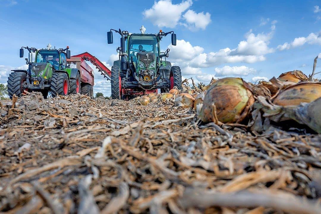 Hier worden de uien binnen gereden. Lossen gaat snel bij de locatie van Smits in Nagele. De uien die gisteren bij Marknesse gerooid werden, gaan ook hier in de bewaring.