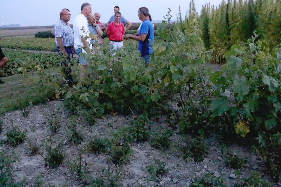Nog een interessant gewas waarvan de vruchten inmiddels geoogst zijn is de pompoen. De zaden hiervan zitten tjokvol antioxidanten en hoogwaardige oliën. Deze stoffen zijn interessant voor de farmaceutische en cosmetische industrie.