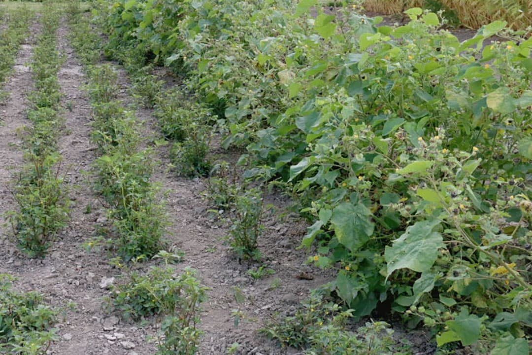 Een gewas dat wel goed presteert in de tuin is deze zwarte komijn. Er zijn al patenten op producten die geproduceerd kunnen worden op basis van inhoudsstoffen van het zaad van dit gewas.