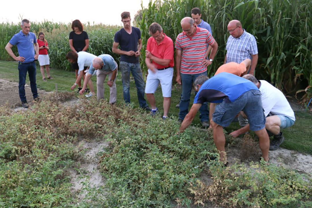 Een ander gewas dat inmiddels op ruime schaal verbouwd wordt en geen meststoffen en gewasbescherming nodig heeft is de miscanthus of olifantsgras. Het gewas vind onder meer toepassing als stalstrooisel of als grondstof voor bouwplaten.