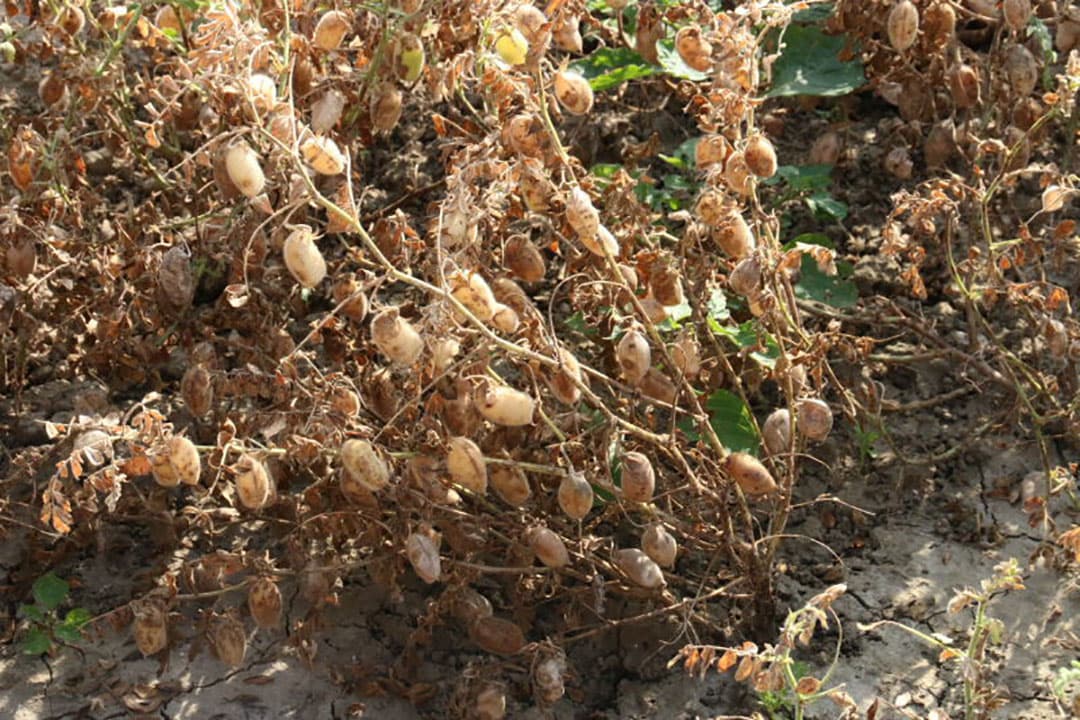 Een gewas wat zeker potentie heeft maar waar de veredelaars nog hun handen vol aan hebben is de Russische paardenbloem. Het rubber uit deze plant is van uitmuntende kwaliteit en daar is vanuit de industrie zeker belangstelling voor. De productie is nog te laag en de teelt is problematisch op het gebied van de kieming.