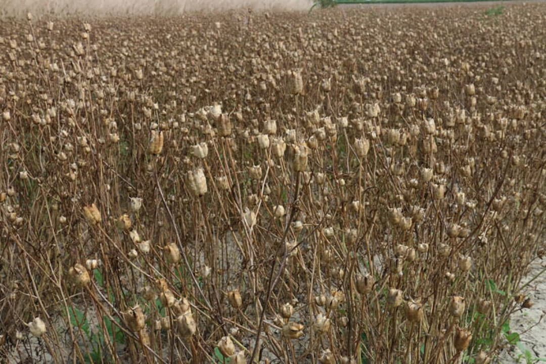 Opvallend bij deze peulvrucht is dat er per peul maar 1 erwt in zit. Toch worden hiermee opbrengsten gehaald die vergelijkbaar zijn met die van andere peulvruchten.