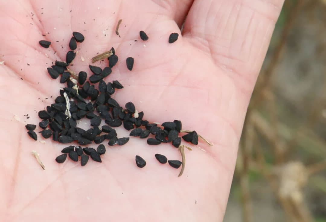 Adrie Albregtse (rechts), geeft als beheerder van de tuin uitleg bij de verschillende gewassen. Op de voorgrond een gewas die een goede fungicide oplevert. Dit is de niet-inheemse bijvoet (Artemisia ludoviciana) waarbij door fermentatie met water en suiker een vloeistof vrij komt die uitstekend werkt tegen phytophthora. Het product heeft nog geen toelating.