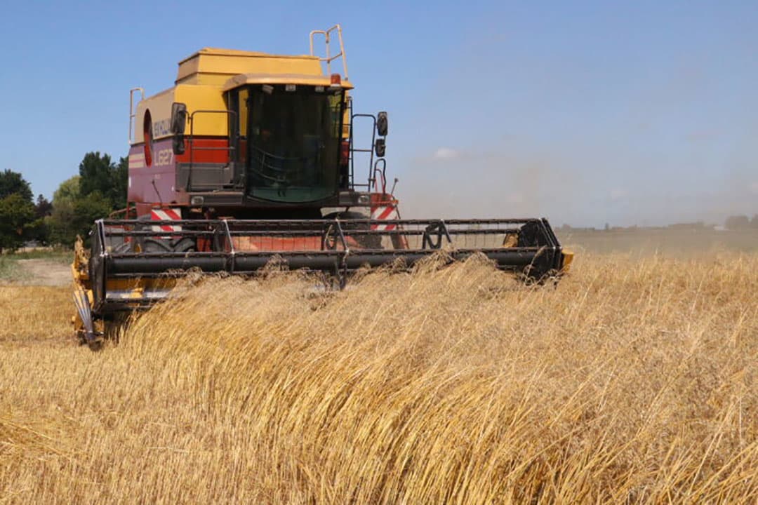 Hier is goed te zien dat het maaibord het gewas opzij heeft geduwd en weer terugveert. Het zaad zit zo vast dat er geen zaadverlies optreedt.