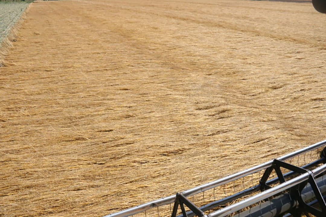 Ondanks toepassen van groeiremmers is het gewas toch nog zo n 1,60 meter lang geworden. Daarbij heeft het een dunne stengel en is daardoor vrij slap. Als groenbemester is dat uitstekend maar voor zaadwinning is het wat problematisch.