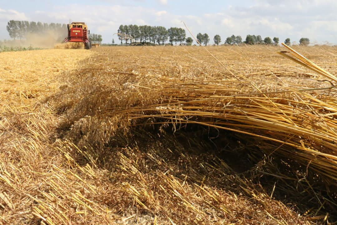 Dat geldt niet voor het overgrote deel van het perceel. Bij de haspel is duidelijk te zien dat het gewas helemaal plat ligt.