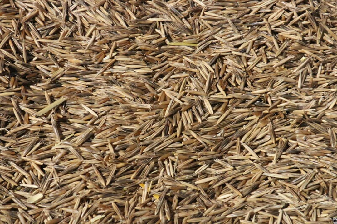 Terwijl Jaap Kloosterman voortgaat met dorsen heeft De Bruijne een kafmonster achter de combine genomen en bespreekt die nu met Kees Kloosterman. Het ziet er allemaal goed uit dus het dorsen kan voortgaan. Precieze cijfers zijn nog niet bekend maar de kilo-opbrengst wordt geschat op 4 ton per hectare, dat is heel redelijk voor dit gewas.