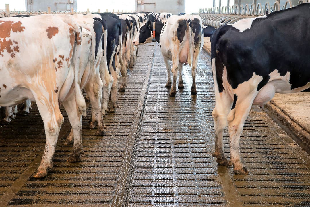 Overal in de stal ligt een emissiearme Eco-vloer van Anders Beton. Een keuze voor een betere klauwgezondheid. Conjarts liet 2 jaar geleden wel à ¬ 5.000 sproeiers in de nok plaatsen. Voorheen was de vloer in de zomer te glad en gingen de spleten dicht zitten. Nu is dat probleem opgelost.