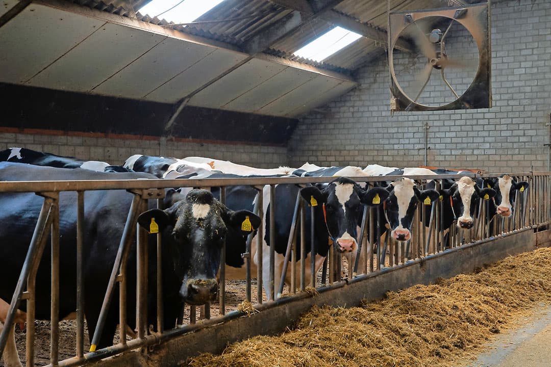 Conjarts is zelfvoorzienend qua ruwvoer. Dat geldt ook voor mest, die hij voor twee derde op eigen land kwijt kan. De rest transporteert en injecteert hij op land van een teler, die weer aardappelen bij Conjarts mag telen. Dat gebeurt met gesloten beurs.