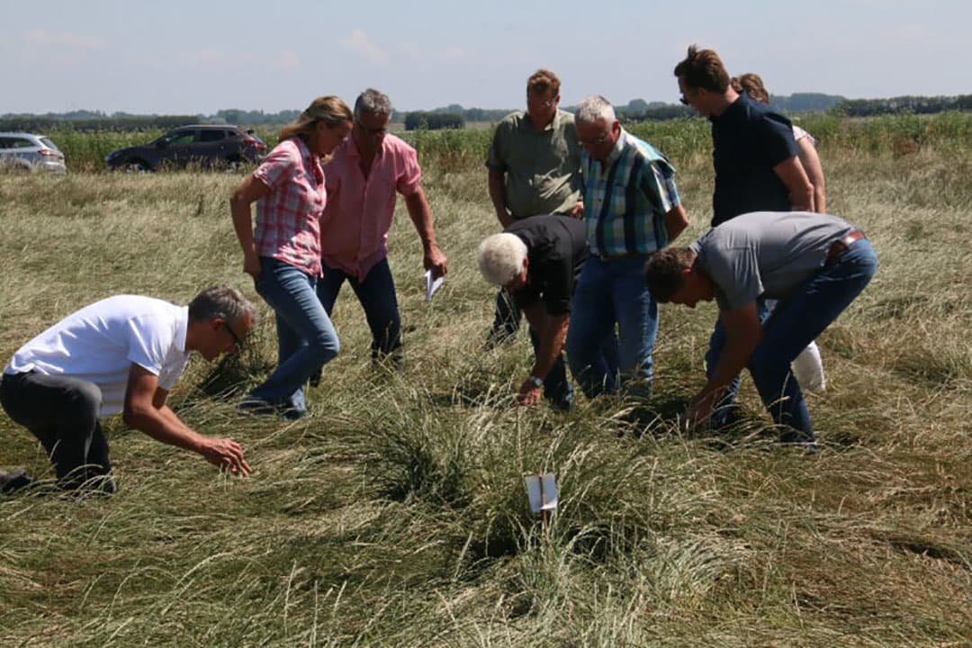 In een proefveld bij Kerkwerve (Zld.) beoordelen teeltdeskundigen de verschillende objecten in het graszaad op de mate van aantasting door zwarte roest. - Foto's: Anton Dingemanse