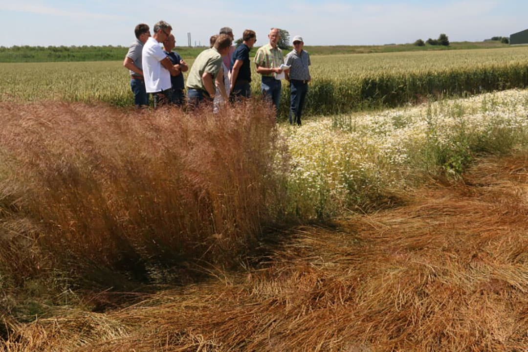 Uiteindelijk viel de aantasting op dit proefperceel erg mee. Middenvoor het onbehandelde veldje en daar omheen de behandelde veldjes. Op het proefperceel in de Biesbosch is de aantasting veel heftiger. Daar zie je 50 tinten roodbruin van de zwarte roest. Op basis van de uitkomsten van beide proefvelden maakt de werkgroep een plan van aanpak.